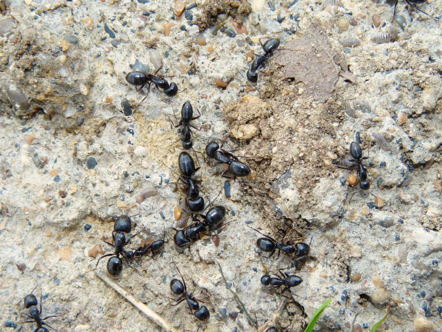 Camponotus aethiops maggiori